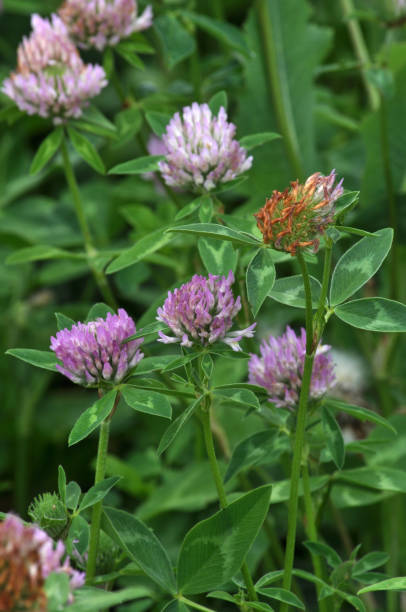 istock Flowers, stem and red clover leaves 1415762671
