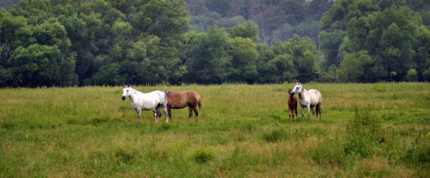 istock Horses graze in the meadow 1415762693
