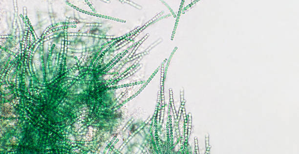 Blue green algae under microscopic view, cyanobacteria, gram-negative bacteria that obtain energy via photosynthesis