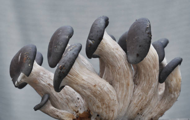 istock Mushrooms ostreatus pleurotus on a light background 1415763701