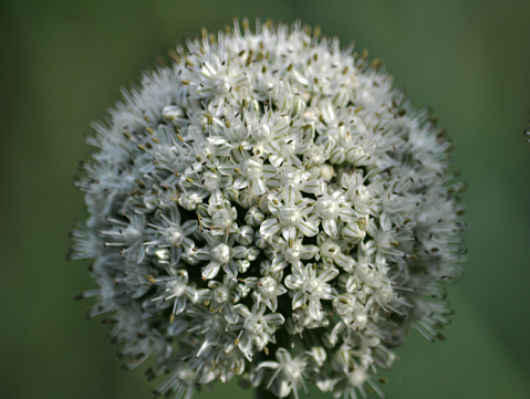 Bloom of biennial onion, which is grown on seeds