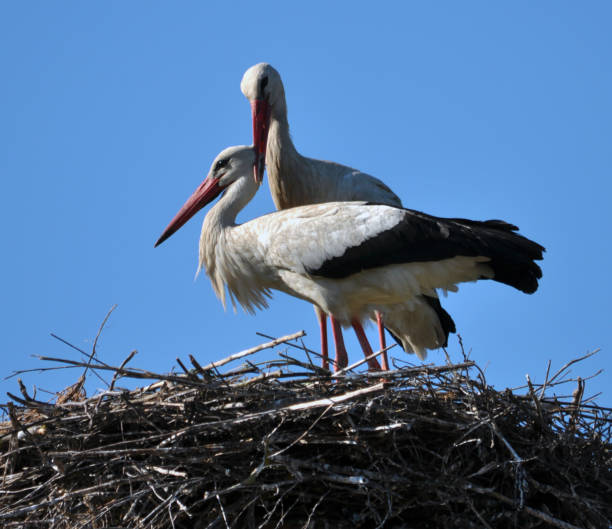 istock Pair of storks in the nest 1415763831