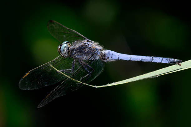 istock male  Anax imperator  Odonata dragonfly 1415763871