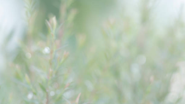 Natural green leaf in the garden