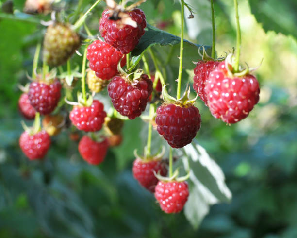 istock Fruits of raspberry on a bush branch 1415764493