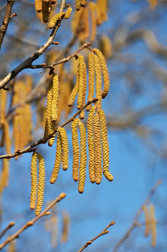 Common hazel (Corylus avellana) in the spring blooms in the forest