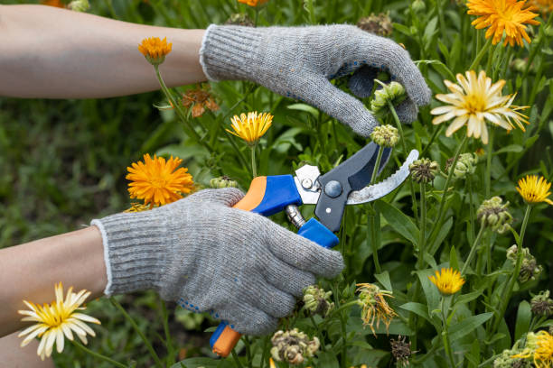 istock the hand holds the scissors with which it cuts the calendula flower 1415765158