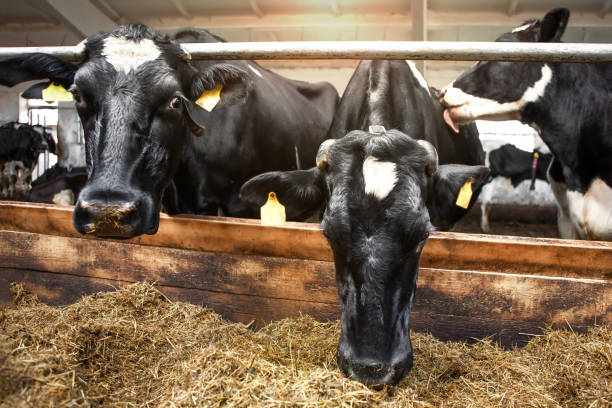 istock Two cows, black and white, in a corral on a dairy farm. 1415765353
