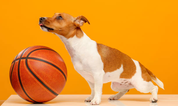 istock jack russell terrier with a basketball on a bright yellow background isolated 1415765603
