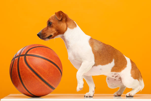 istock jack russell terrier with a basketball on a bright yellow background isolated 1415765604