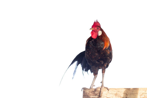 istock Chicken standing on a log isolated on white background. 1415765906