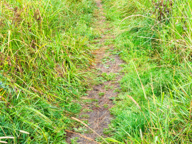 wet path at overgrown meadow closeup after summer rain
