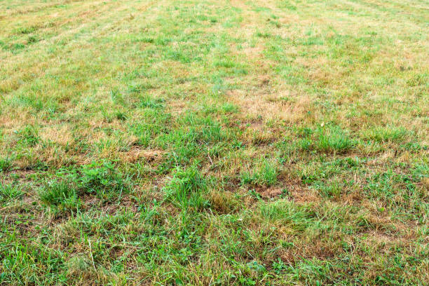 istock wet surface of mowed field after rain 1415767458