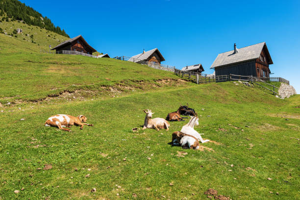 istock Alpine Mountain Chalets and Goats - Italy-Austria Border 1415768266