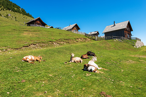 Alpine mountain chalets and a group of goats resting on a green meadow, Italy-Austria border, Feistritz an der Gail municipality, Osternig peak, Carinthia, Julian Alps, Austria, central Europe.