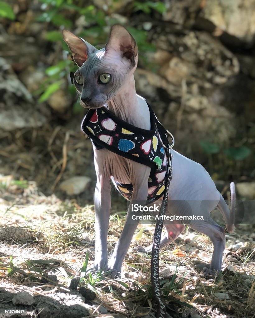 Spinx Treecat Sphynx Cat In The Forest Stock Photo - Download Image Now - 2022 ...
