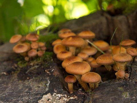 Armillaria mellea, honey agarics on a rotten stump in the forest. Beautiful edible mushroom.