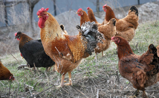 istock Poultry in the yard 1415769634