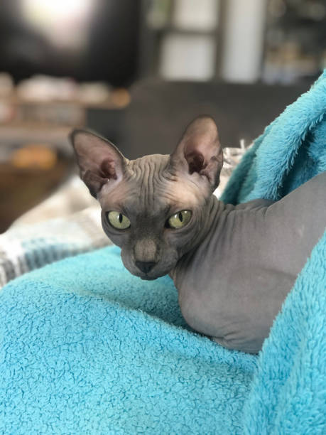 istock Sphynx cat in the home 1415769660