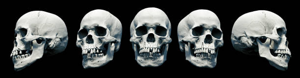 istock Set Human anatomical skulls with an close lower jaw on a Black isolated background. 1415770301