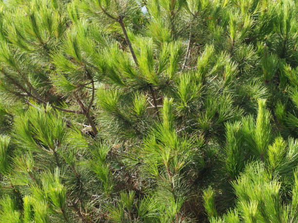 istock Fluffy branches of Mediterranean pine 1415772123