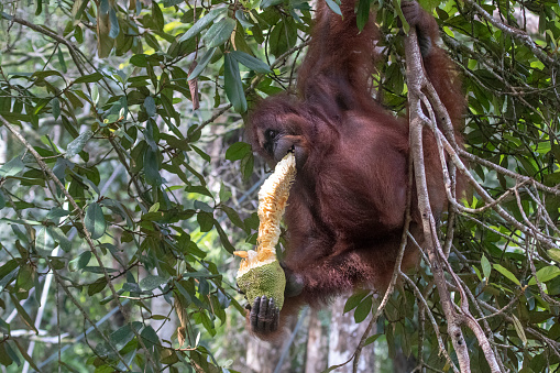 Wild Bornean orangutan (Pongo pygmaeus) at Semenggoh Nature Reserve in Kuching, Borneo, Malaysia.