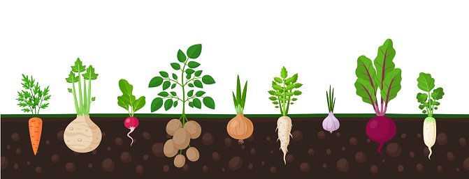 Vegetables in ground. Garden fresh veggies, turnip potato root, carrot and onion vegetable. Planted radish grow, agriculture farm garish vector banner. Illustration of agriculture beet and fresh
