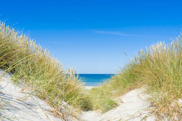 istock Dune with beach grass in the foreground. Hiddensee island. Focus Selective. 1415774483