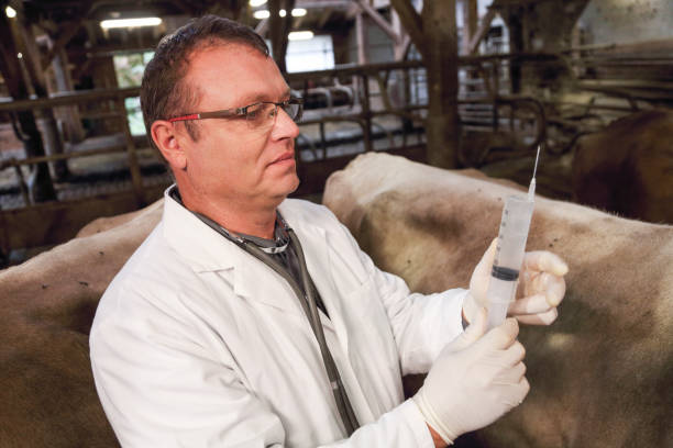 istock Veterinarian holds syringe with antibiotics 1415775415
