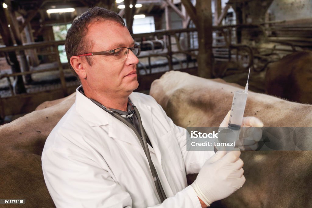 Veterinarian holds syringe with antibiotics Close up of a syringe veterinarina is holding to vaccinate a cow in a barn. Antibiotic Stock Photo