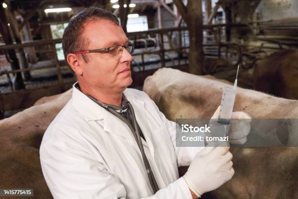 Veterinarian Holds Syringe With Antibiotics Stock Photo - Download Image Now - Antibiotic, Animal, Dairy Farm