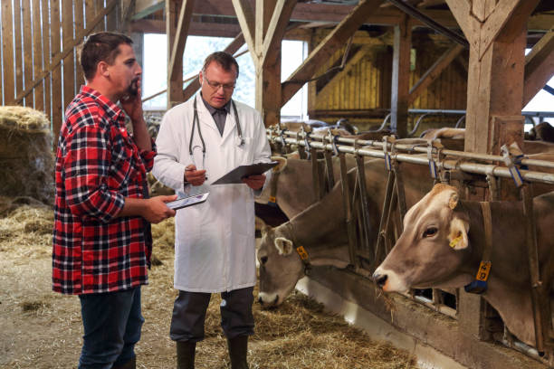 istock Veterinarian helping farmer with his livestock 1415775454