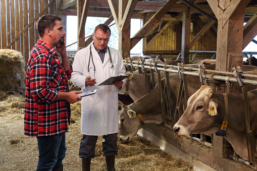 Farmer and veterinarian talking in a barn with cows in the back.