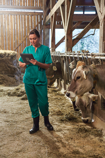 Woman in green lab clothes looking at her digital table. Barn with cows in the back.