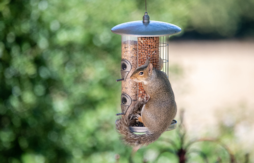 An English Grey Squirrel, Sciurus carolinensis, hanging on to a hanging bird feeder, looking sheepish