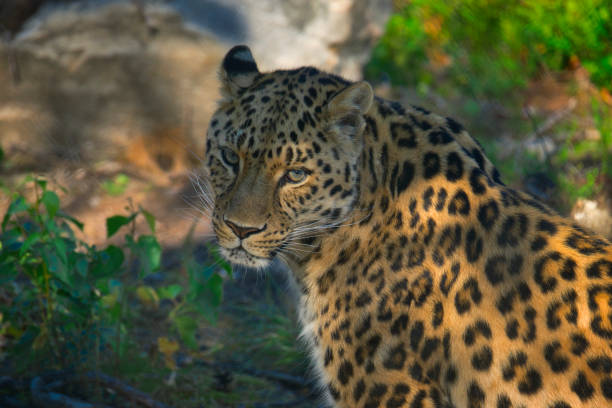 Beautiful fur pattern of a jaguar.