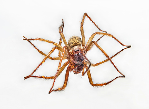 A European garden spider wrap carefully a bee in its web.