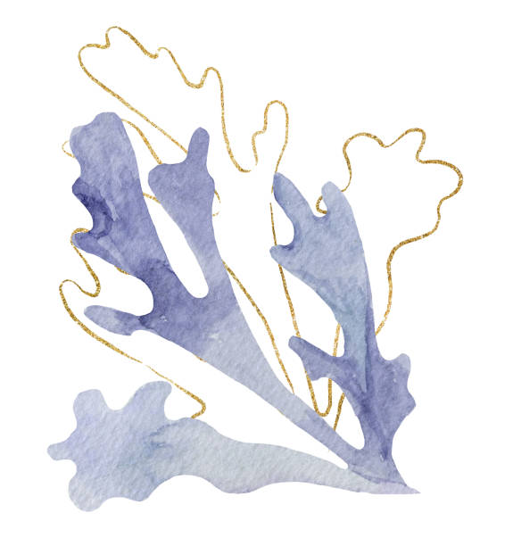 istock Light purple Watercolor and golden seaweeds Illustration, isolated element for beach wedding design 1415778906