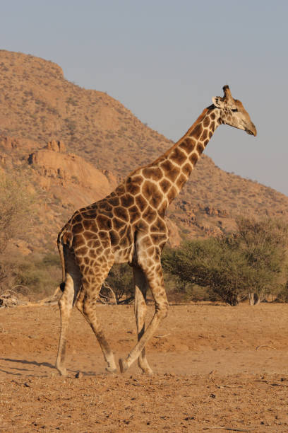 istock giraffe, Giraffa camelopardalis, on the Erongo Mountains, Namibia 1415780560