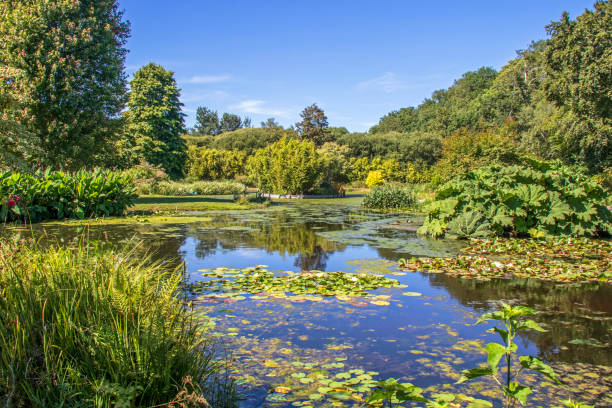 istock Water lilies on the pond 1415780638