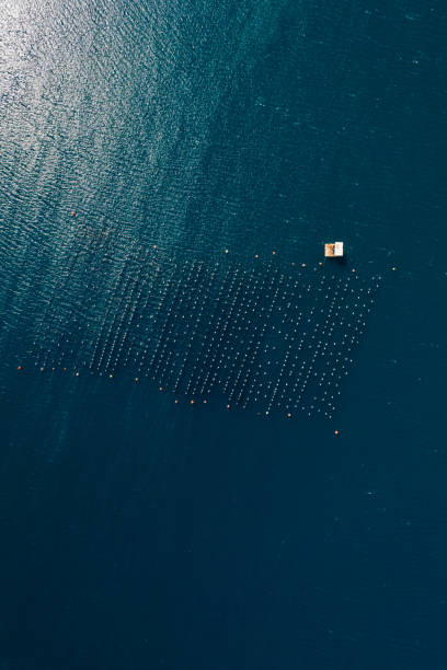 drone view fattoria di cozze e ostriche nel mare - turkish culture turkey fishing boat fishing foto e immagini stock
