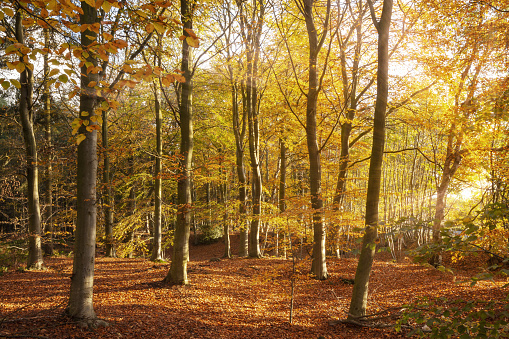 Amazing autumn woodland landscape and golden orange leaves. Morning sunrise seasonal fall in the forest