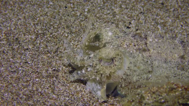 Common cuttlefish on the sandy seabed.