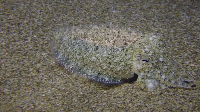 Common cuttlefish swims above the sandy seabed.