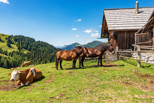 Herd of brown and white dairy cows and horses in a mountain pasture, Italy-Austria border, Feistritz an der Gail municipality, Osternig peak, Carinthia, Julian Alps, Austria, central Europe.