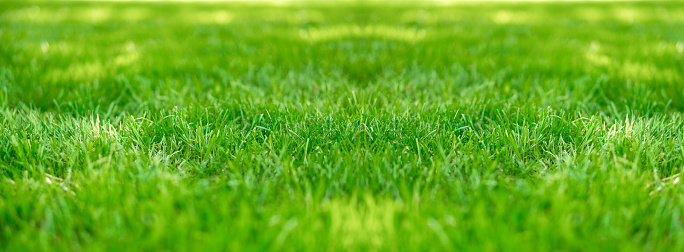 Green lawn of grass leaves in the park, detail, close-up, blurred background