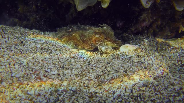 Cuttlefish on the sandy seabed.