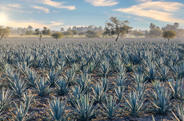 agave-landschaft - tequila slammer stock-fotos und bilder