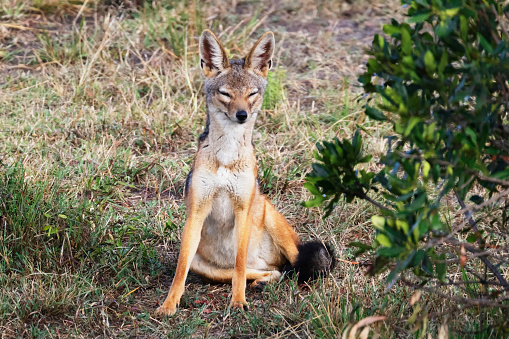 Photo of a black-backed jackal at the Aberdare National Park in Kenya.