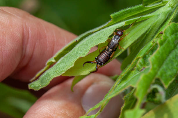 Forficula auricularia